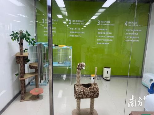 番禺养猫企业排名前十(广州番禺宠物市场在哪里)插图3