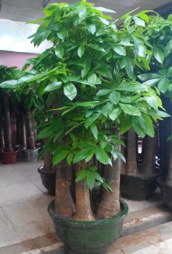 适合家养花卉排行榜(十大最旺家庭的绿植)
