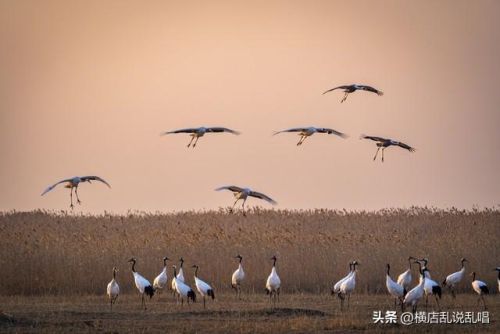 射阳小区人口排名前十(射阳最贵的小区)插图1
