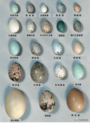 全球厨师图表排名前十(世界国家排名前十位的)插图10