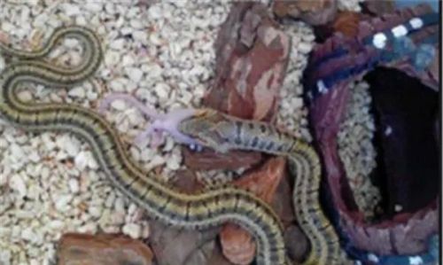 水蛇排行榜(陕西蛇种类大全照片)插图5