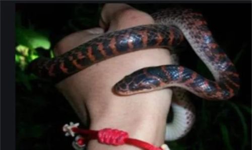 水蛇排行榜(陕西蛇种类大全照片)插图8