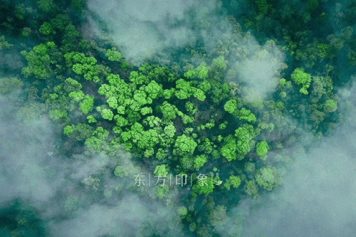 名牌茶叶加盟店排行榜(十大茶叶店连锁品牌)插图