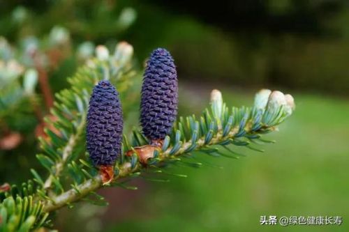 松树排行榜(十大名贵松树排名)插图1