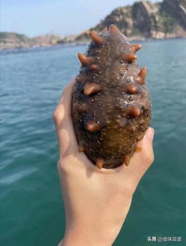威海美食海参排名前十(威海特色高档餐厅排名)插图5