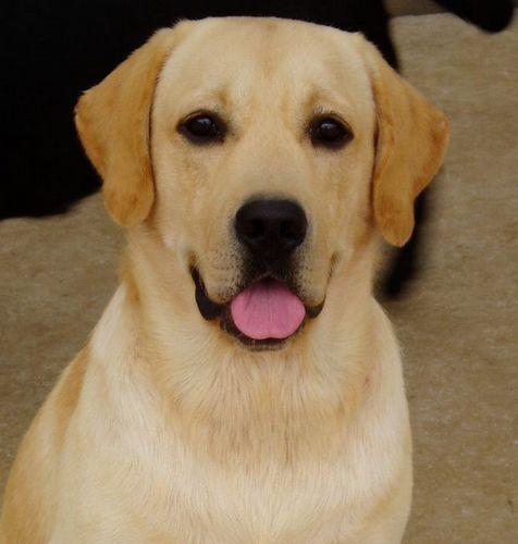 宠物智商排行榜前十名(十大高智商宠物)插图3