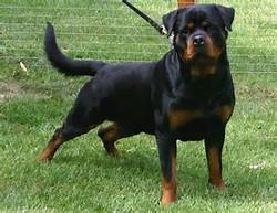 宠物智商排行榜前十名(十大高智商宠物)插图1