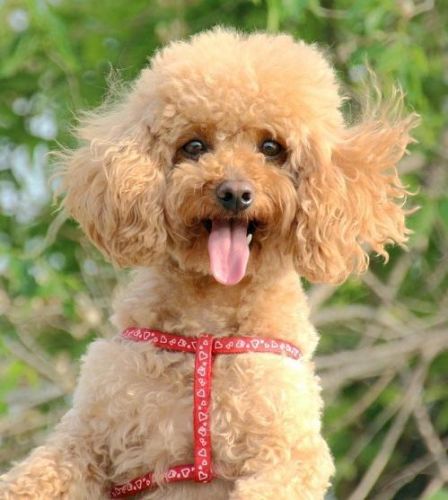 宠物智商排行榜前十名(十大高智商宠物)插图8