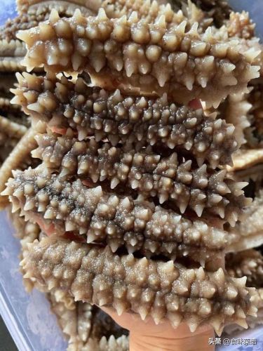威海美食海参排名前十(威海特色高档餐厅排名)插图15