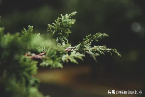 松树排行榜(十大名贵松树排名)