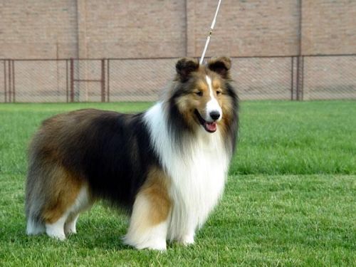 宠物智商排行榜前十名(十大高智商宠物)插图4