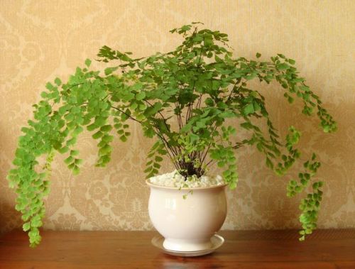 适合家养花卉排行榜(十大最旺家庭的绿植)插图22