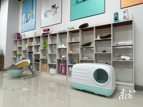 番禺养猫企业排名前十(广州番禺宠物市场在哪里)插图