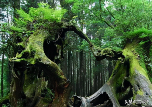 中国排名前十风景树(中国最美山水排行榜)插图4