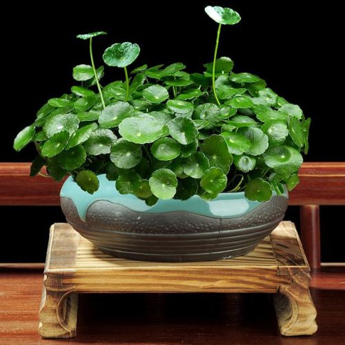 适合家养花卉排行榜(十大最旺家庭的绿植)插图14