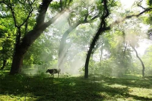 江西怀旧景区排名前十(江西五a景区有哪些)插图60