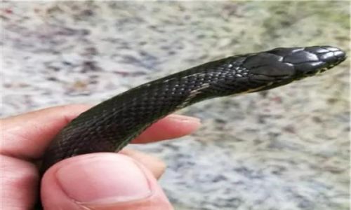 水蛇排行榜(陕西蛇种类大全照片)插图3