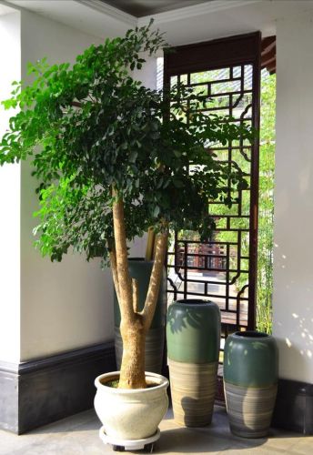 适合家养花卉排行榜(十大最旺家庭的绿植)插图32