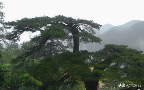 中国排名前十风景树(中国最美山水排行榜)插图1