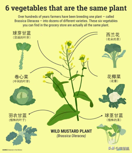 全球厨师图表排名前十(世界国家排名前十位的)插图6