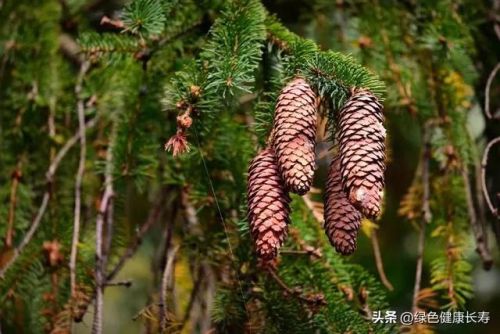松树排行榜(十大名贵松树排名)插图2