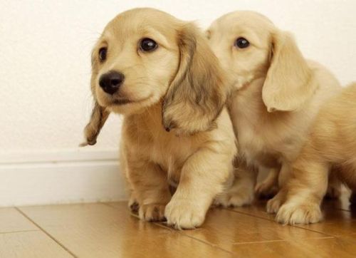 宠物智商排行榜前十名(十大高智商宠物)插图6