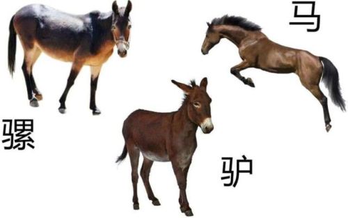 牛马鉴定器排名前十(斑马鉴定平台)插图4