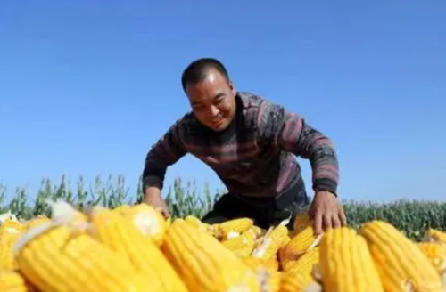 河南玉米涨幅排名前十(最新玉米价格行情走势分析图)插图3