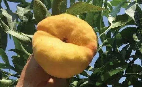 潘桃品种排名前十(蟠桃品种大全介绍)插图4