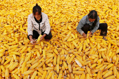 河南玉米涨幅排名前十(最新玉米价格行情走势分析图)插图