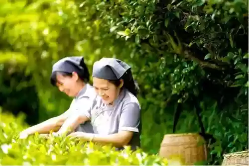 广州十大最美小镇图片(广州最美乡村旅游景点大全)插图11