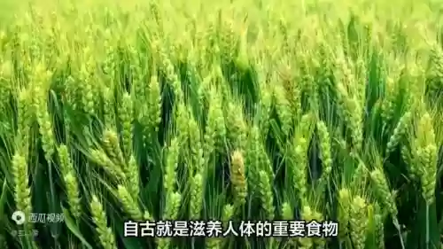 世界 十大 作物(中国五大农作物)插图3
