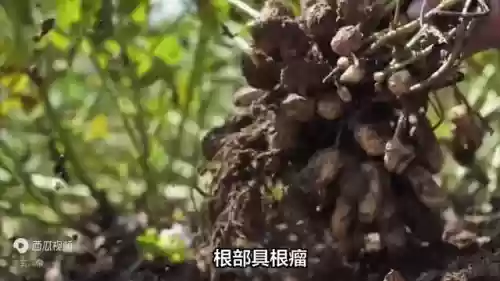 世界 十大 作物(中国五大农作物)插图2