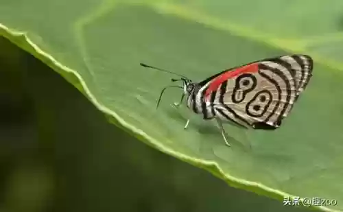 世上十大稀有蝴蝶(最罕见的蝴蝶)插图10