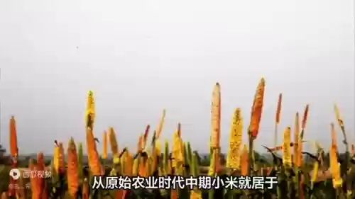 世界 十大 作物(中国五大农作物)插图1