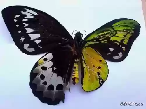 世上十大稀有蝴蝶(最罕见的蝴蝶)插图4
