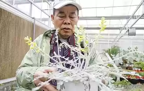 十大烂木头品种图片(木头种类排名前十)插图2