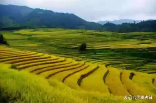 中国十大最美梯田 排名(中国十大避暑胜地)插图8