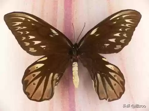 世上十大稀有蝴蝶(最罕见的蝴蝶)插图3