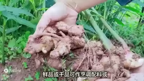世界 十大 作物(中国五大农作物)
