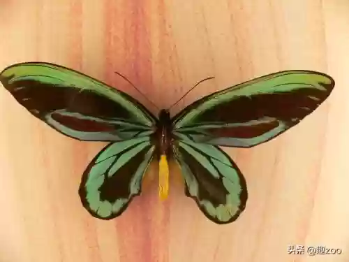 世上十大稀有蝴蝶(最罕见的蝴蝶)插图2