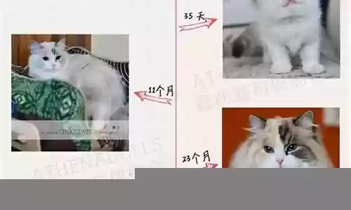 布偶猫的阵容搭配插图