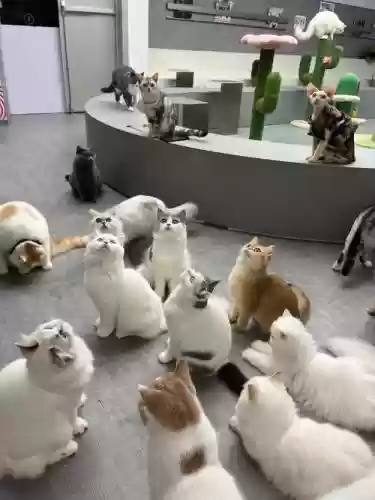 猫系阵容插图