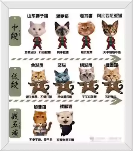 猫系阵容插图1