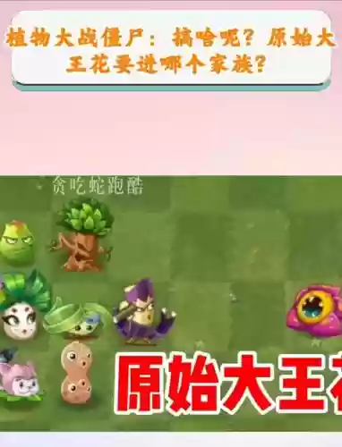 大王花阵容插图