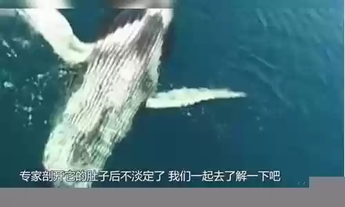 永不孤单鲸鱼肚子图文攻略插图
