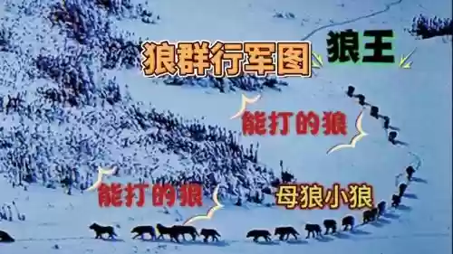 战斗狼阵容_1插图1