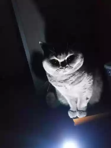 阴间阵容小猫插图1