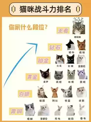 救赎猫咪阵容插图1