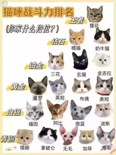 猫咪顶级阵容插图1